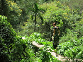 Trip to the jungle